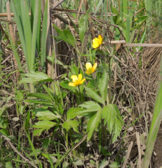 Ranunculus hispidus caricetorum