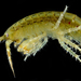 Anisogammarus - Photo (c) smithsonian_marinegeo, some rights reserved (CC BY-NC-SA), uploaded by smithsonian_marinegeo