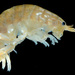 Pacific Beach Hopper - Photo (c) smithsonian_marinegeo, some rights reserved (CC BY-NC-SA), uploaded by smithsonian_marinegeo