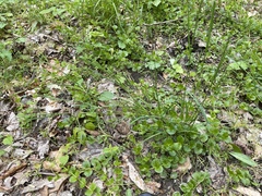 Poa sylvestris
