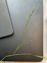 Poa sylvestris