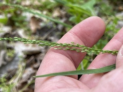 Poa sylvestris