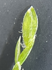 Poa sylvestris