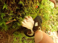 Gyromitra sphaerospora