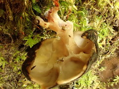 Gyromitra sphaerospora