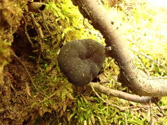 Gyromitra sphaerospora