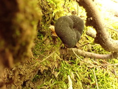 Gyromitra sphaerospora