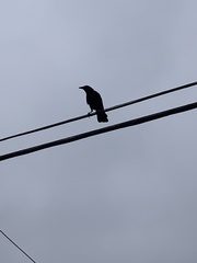 Corvus brachyrhynchos