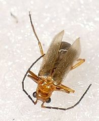 Rhagonycha nigrohumeralis