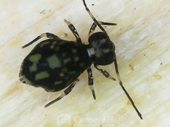Ptenothrix maculosa
