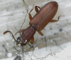 Silvanus bidentatus