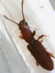 Silvanus bidentatus