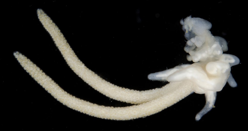 Chondracanthus