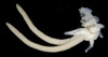 Chondracanthus - Photo (c) smithsonian_marinegeo, some rights reserved (CC BY-NC-SA), uploaded by smithsonian_marinegeo