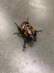 Cyclocephala mafaffa