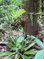 Guzmania coriostachya