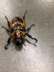 Cyclocephala mafaffa