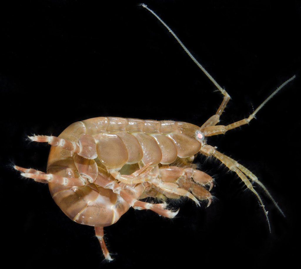 Cymadusa