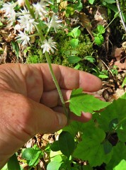 Tiarella austrina