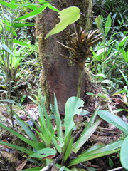 Guzmania coriostachya