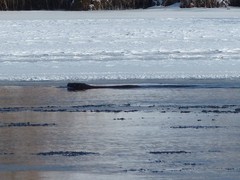 Castor canadensis