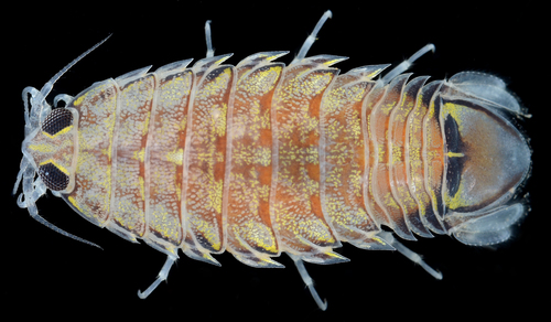 Representative image of Rocinela