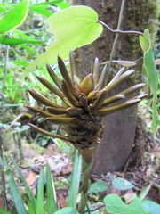 Guzmania coriostachya