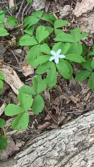 Anemonoides quinquefolia