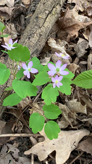 Thalictrum thalictroides
