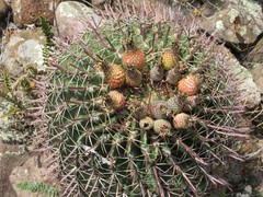 Ferocactus recurvus
