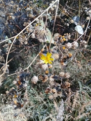 Simsia lagasceiformis