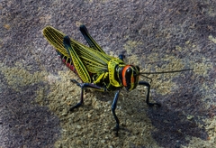 Xestotrachelus robustus