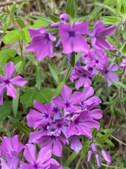 Phlox amoena