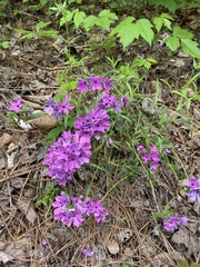 Phlox amoena