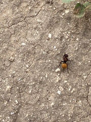 Pseudomethoca brazoria