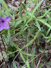 Phlox amoena