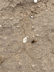 Pseudomethoca brazoria