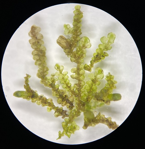 Lejeunea lamacerina