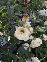Apis mellifera