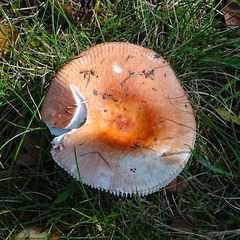 Russula versicolor