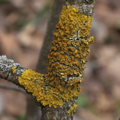 Xanthoria parietina