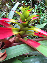 Guzmania squarrosa