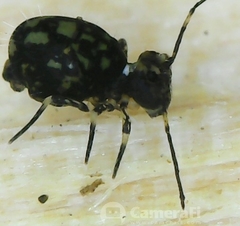 Ptenothrix maculosa