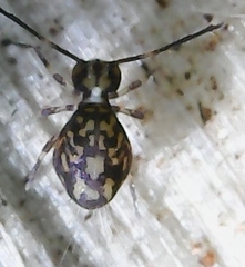 Ptenothrix maculosa