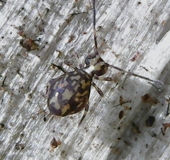 Ptenothrix maculosa