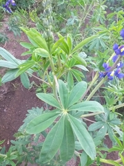 Lupinus mutabilis
