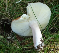 Russula versicolor