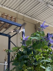 Trochilidae