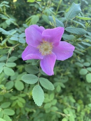 Rosa nutkana