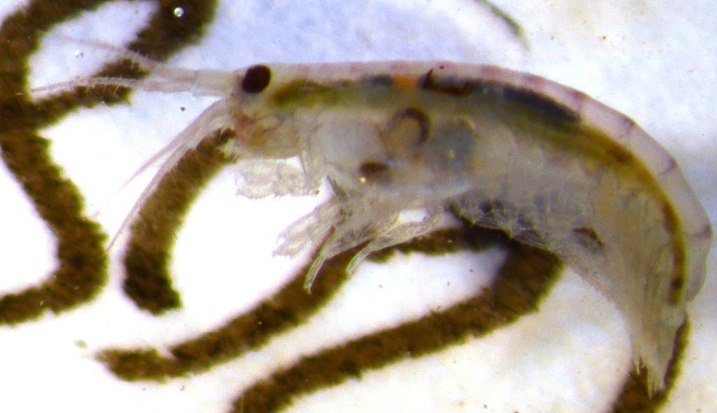 Paramoera mohri